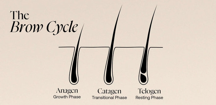 The Life Cycle of Eyebrow Hair: Growth Phases Explained